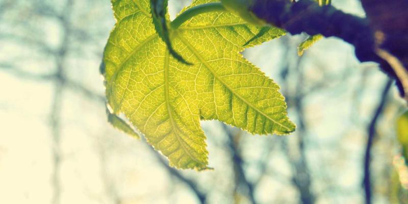 Wi-Fi 7前瞻：MLO与4K QAM如何以「禅意设计」重塑无线未来，附开发者资源与编程教程