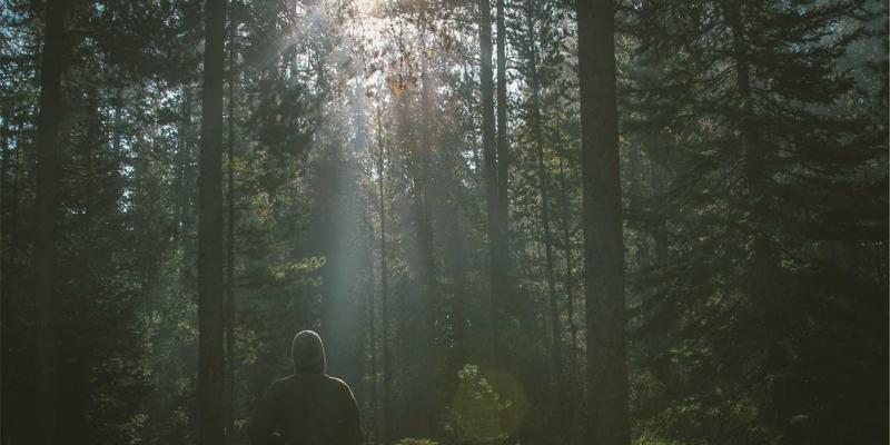 网络安全的禅意平衡：从技术演进到心灵防护的艺术